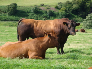 Red Angus cattle