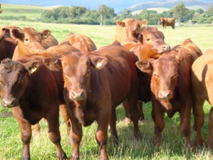Windy Gowl Red Angus cattle