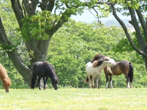 livery horses