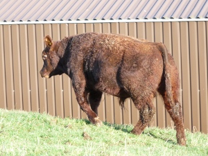 Windy Gowl Red Angus